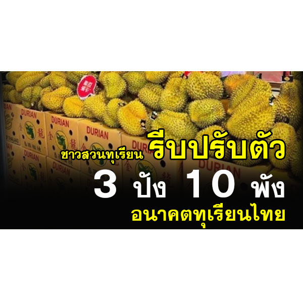 ชาวสวนทุเรียน รีบปรับตัว  3 ปัง  10 พัง อนาคตทุเรียนไทย