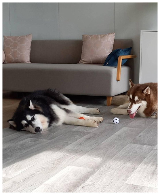 กระเบื้องยางแบบม้วนลายไม้ สวยทน เป็นมิตรกับสัตว์เลี้ยง กระเบื้องยางแบบม้วนลายไม้ สวยทน เป็นมิตรกับสัตว์เลี้ยง