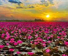 ผลการค้นหารูปภาพสำหรับ ทะเลบัวแดง