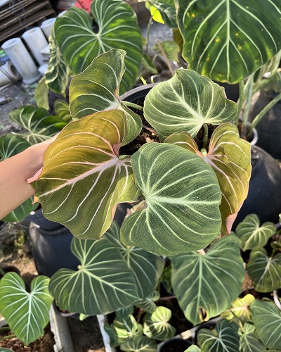 Philodendron Gloriosum - Adiantumtime