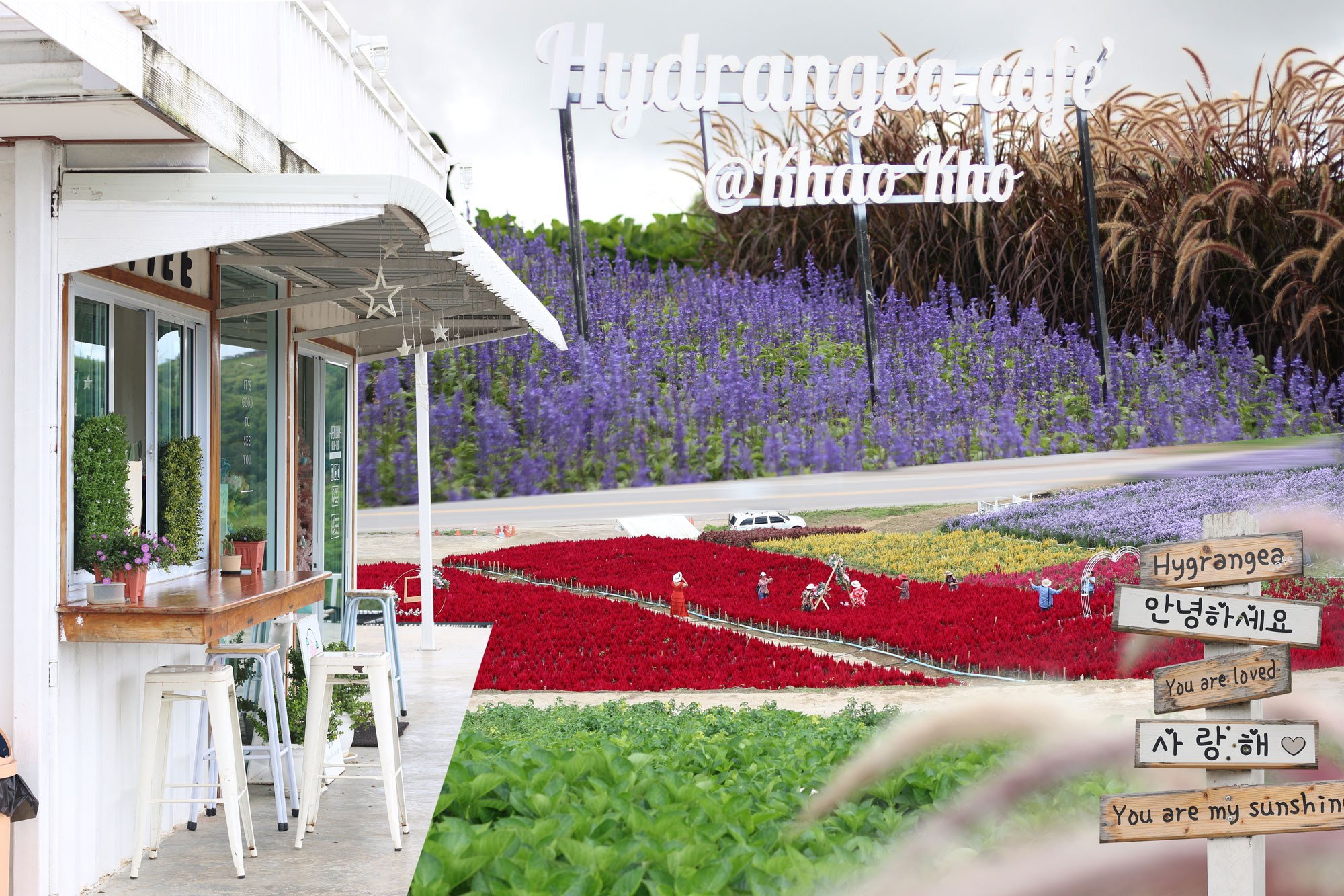 Hydrangea Cafe Khao Kho จิบกาแฟ ดื่มด่ำบรรยากาศทุ่งดอกไม้ แบบ 360