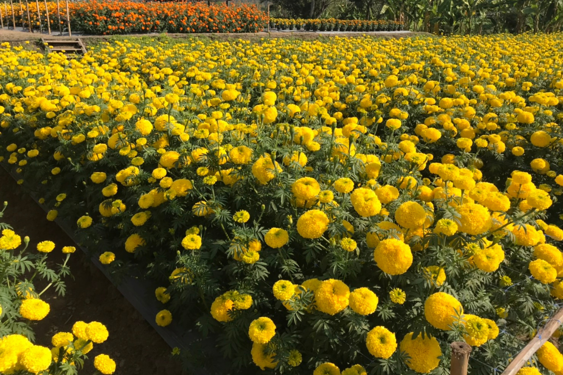 Cut Flower Marigold Prime ดาวเรือง มหาโชค ตัดดอก agaagro