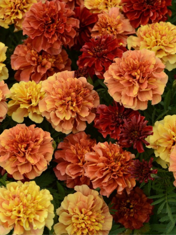 French Marigold - Strawberry Blonde 100 Seeds