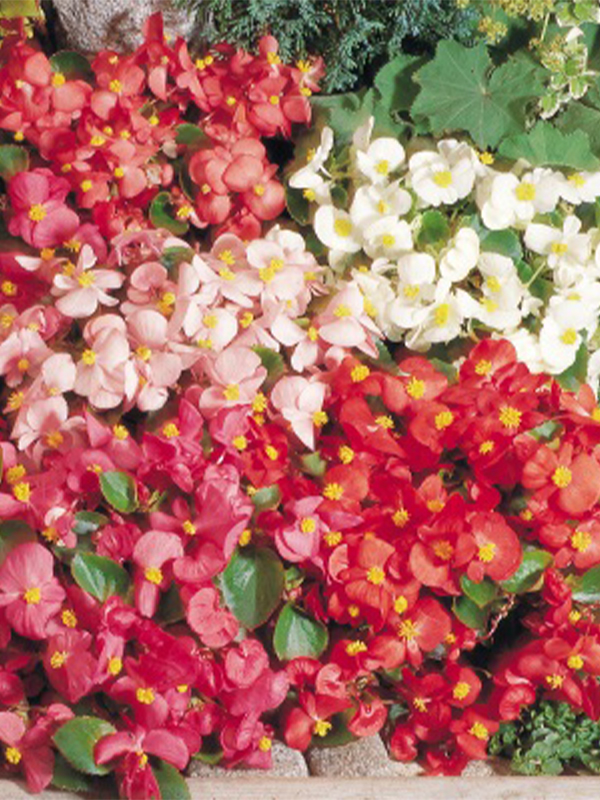 Begonia -  Super Olympia 100 Seeds