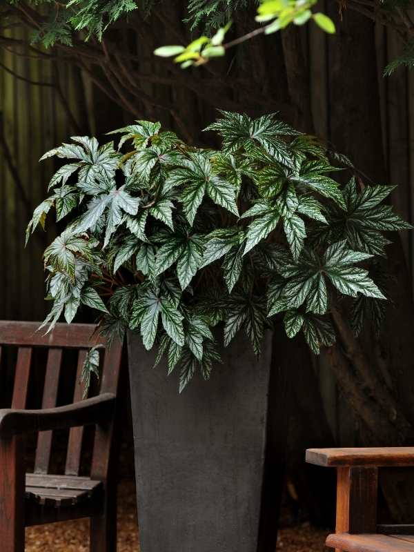 Foliage Begonia - Gryphon 100 Seeds