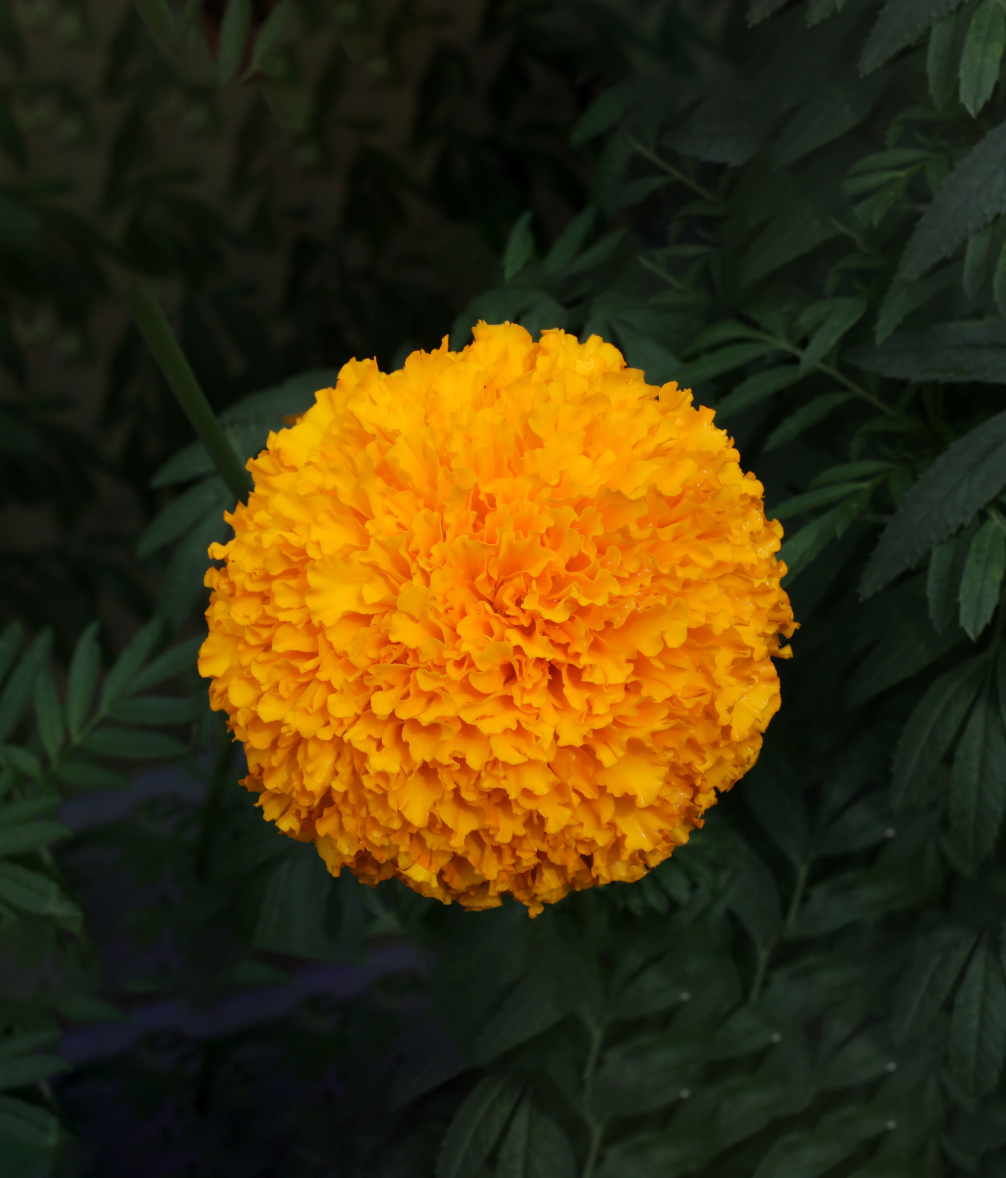 Marigold Sunshine