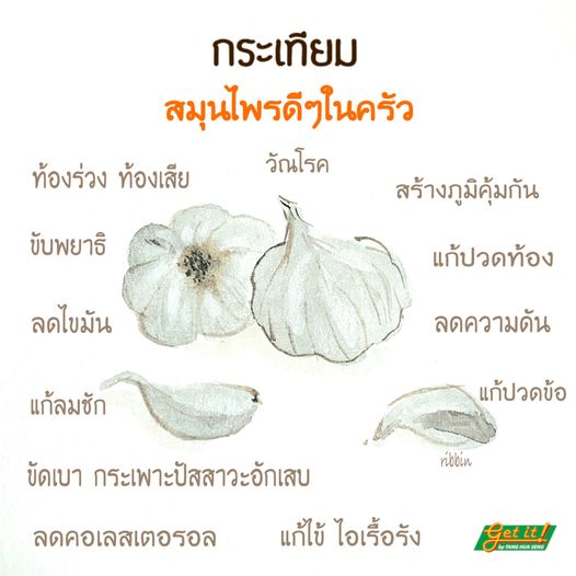 กระเทียม Garlic 