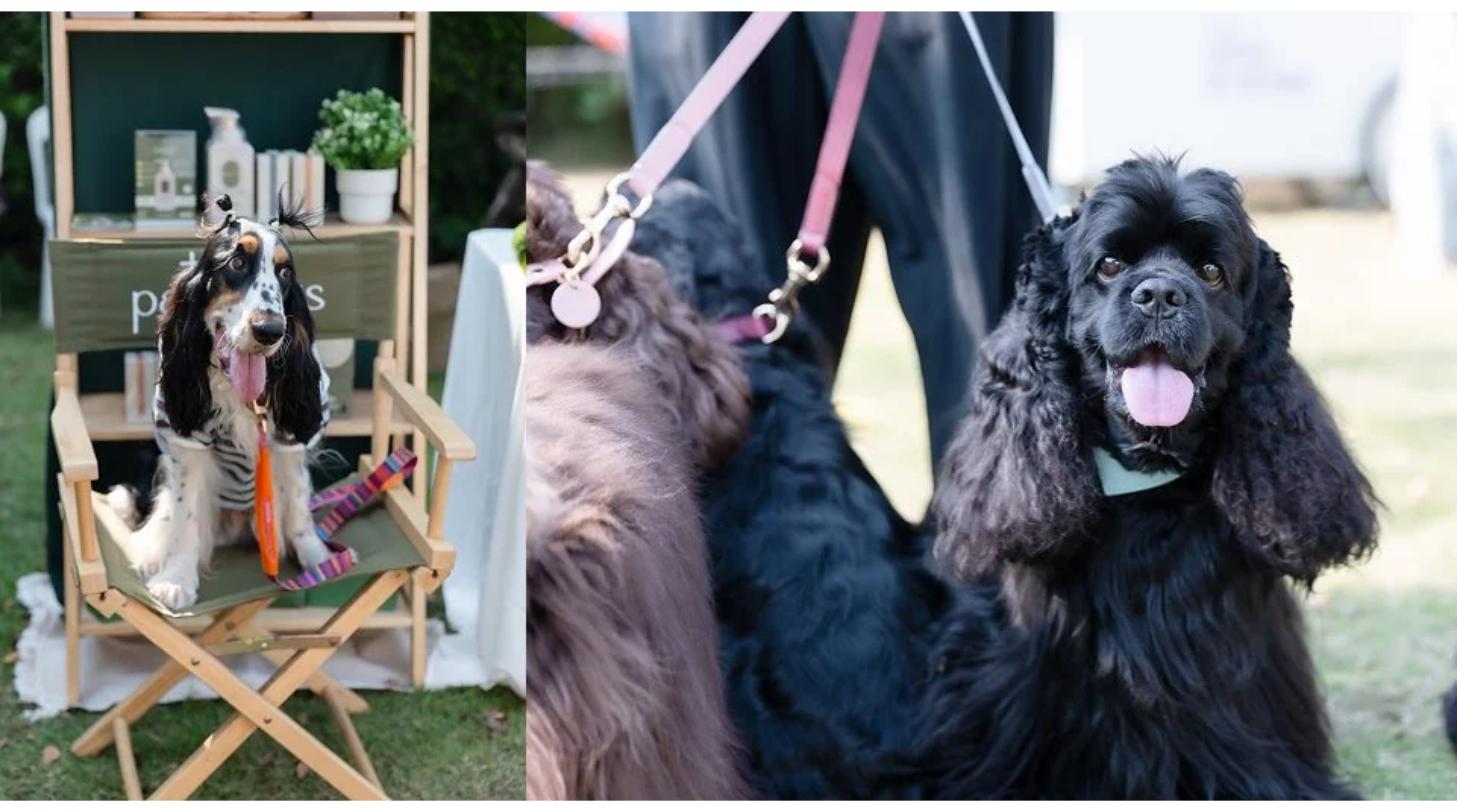 น้องหมาค็อกเกอร์ในงาน Cocker Pawty