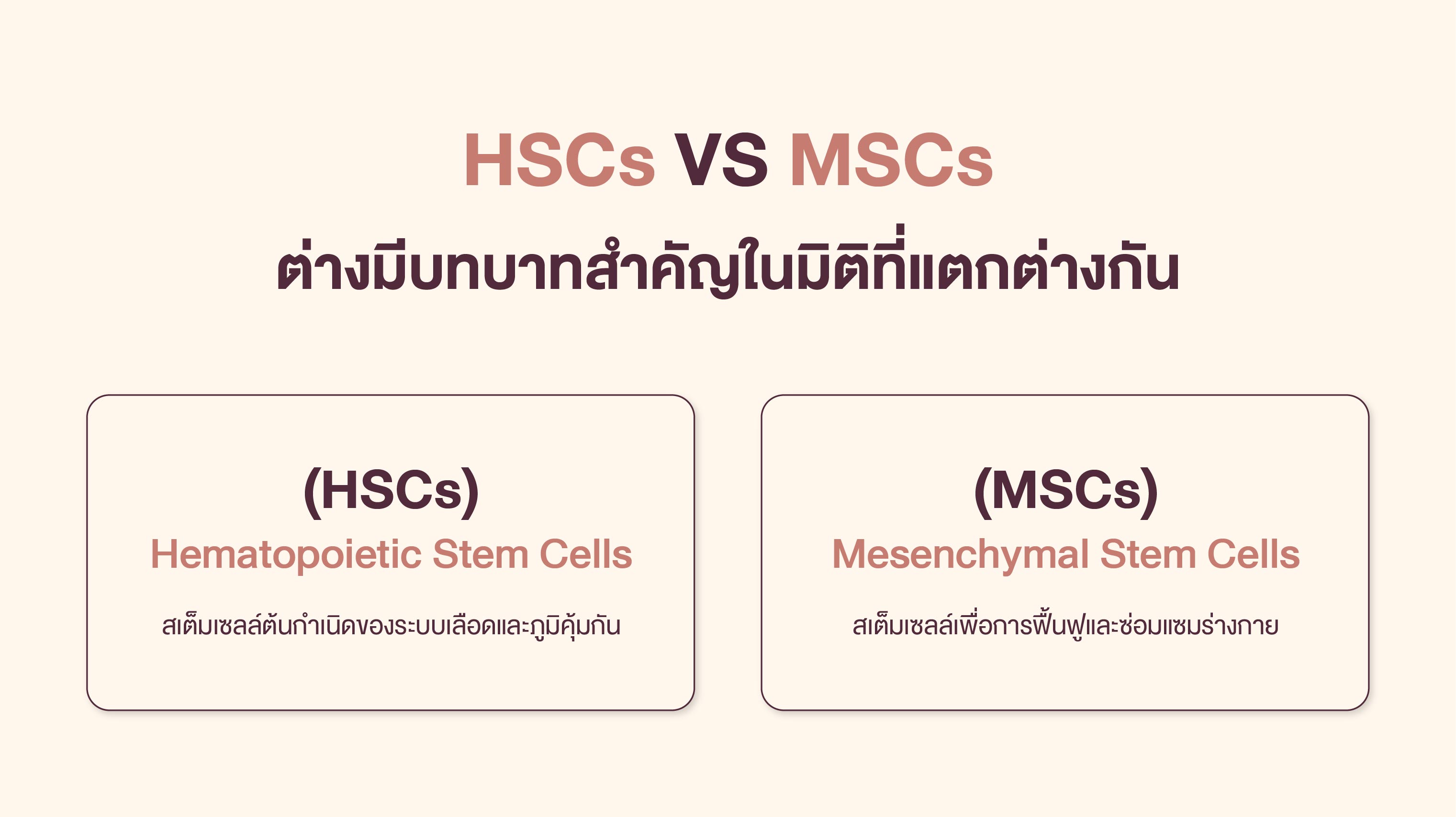 HSCs VS MSCs ต่างมีบทบาทสำคัญในมิติที่แตกต่างกัน