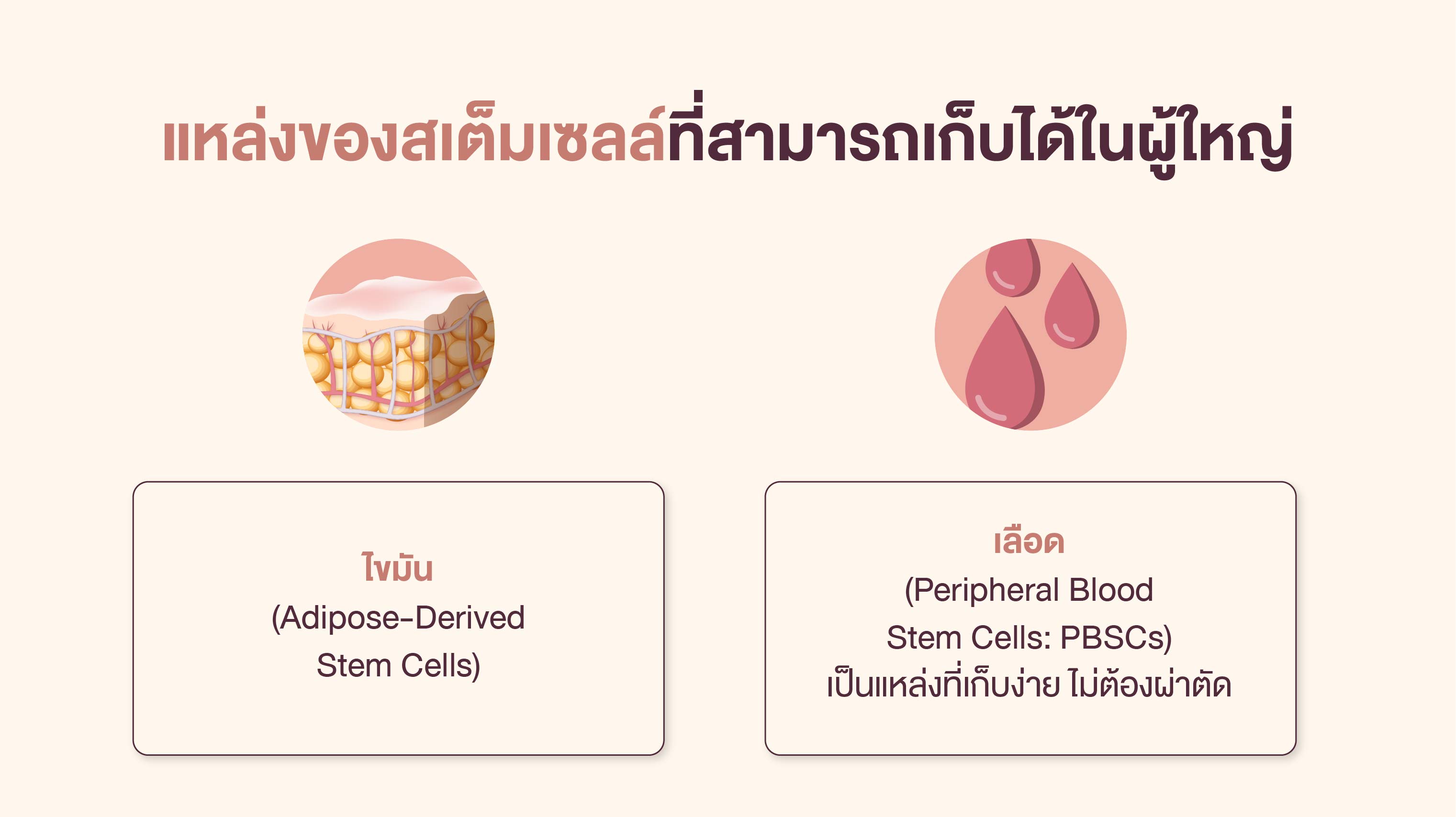 แหล่งเก็บสเต็มเซลล์ในผู้ใหญ่
