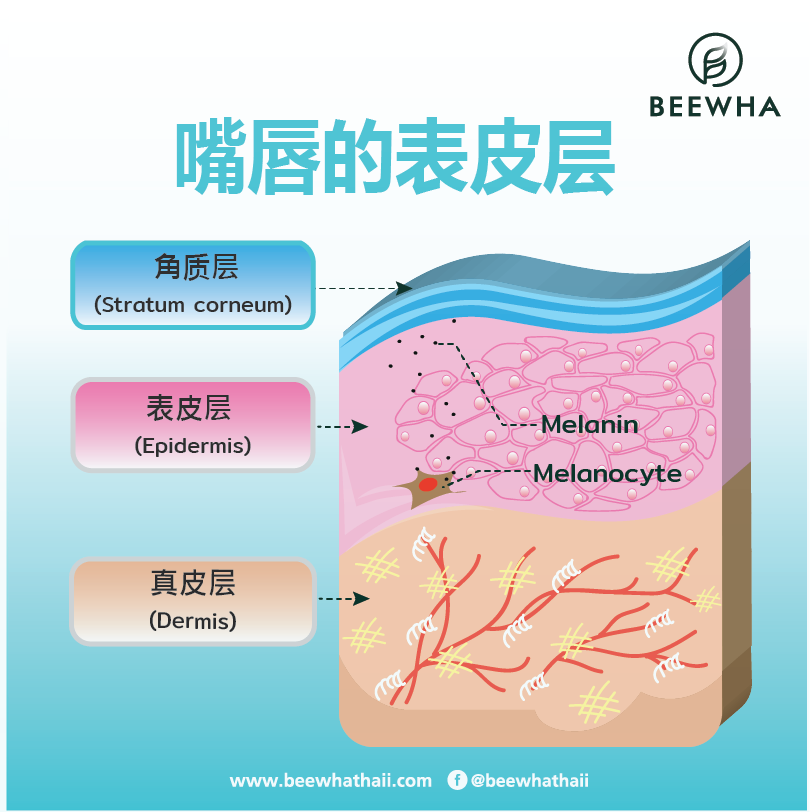 嘴唇的表皮层_Beewha