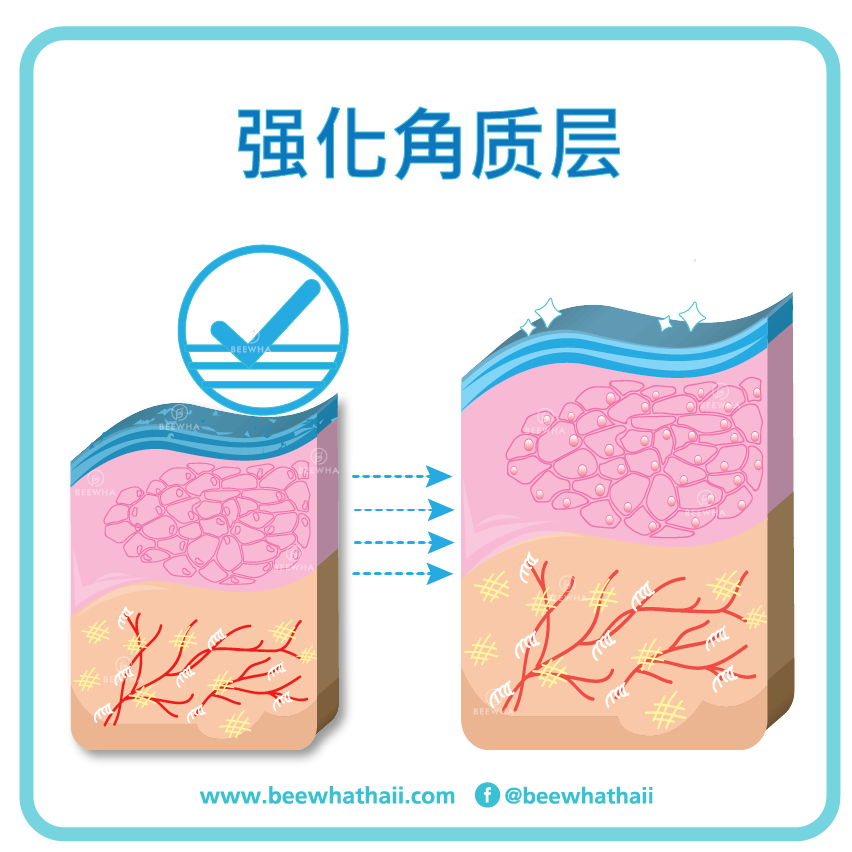 强化角质层_Beewha