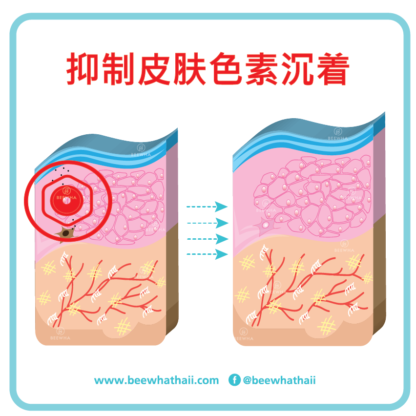 抑制皮肤色素沉着_Beewha