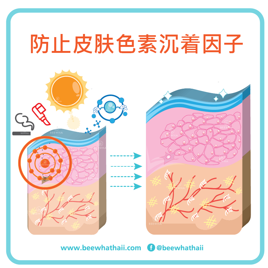 防止皮肤色素沉着因子_Beewha