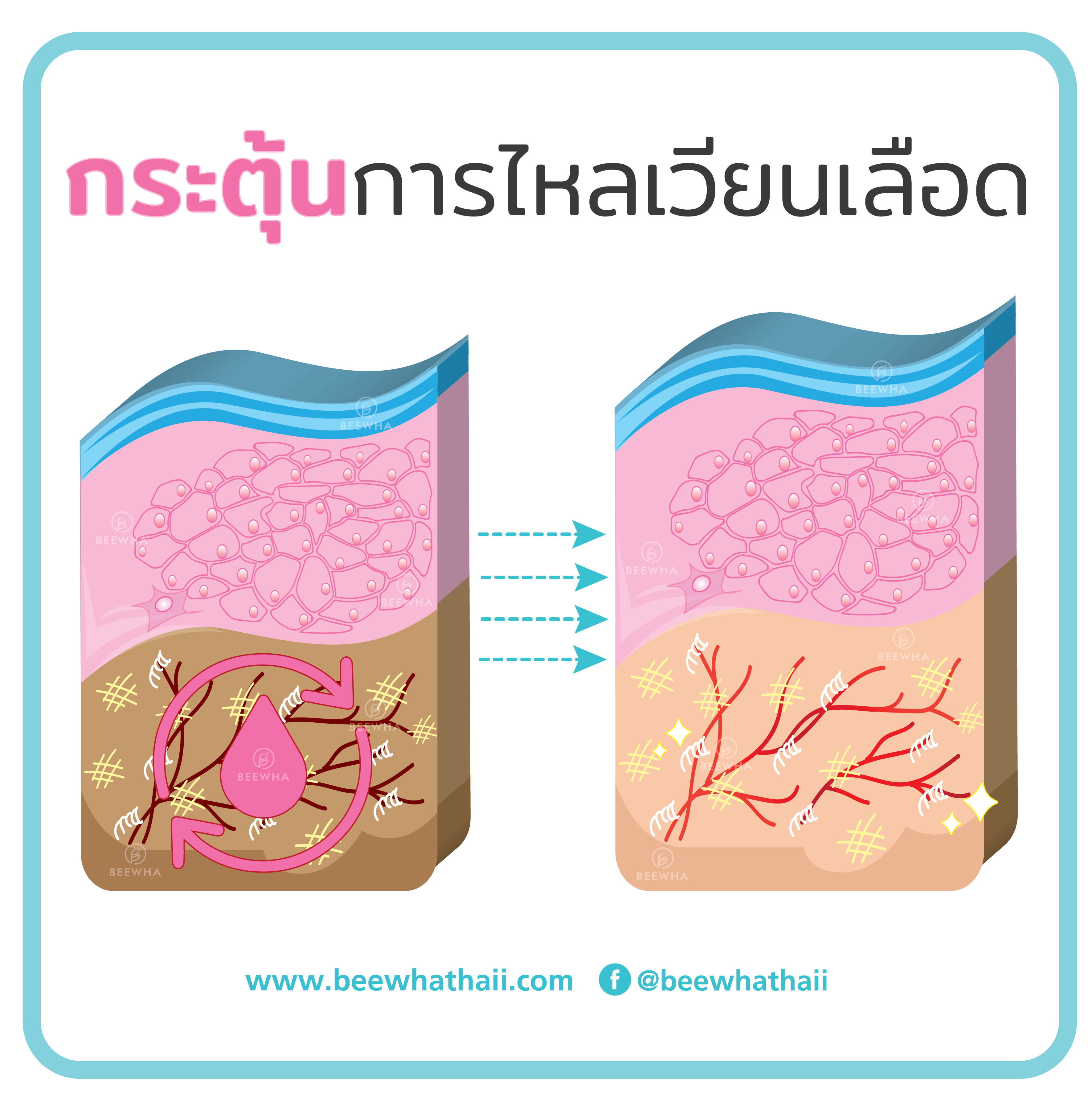 เพิ่มการไหลเวียนของเลือด_ฺBeewha เพิ่มการไหลเวียนของเลือด_ฺBeewha