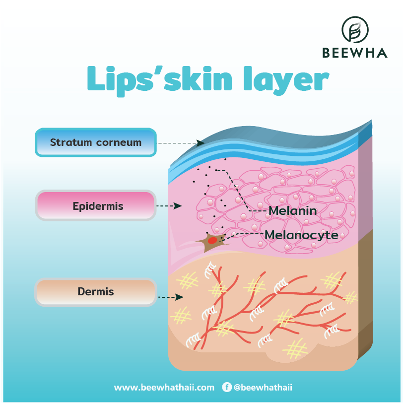 Lips' skin layer