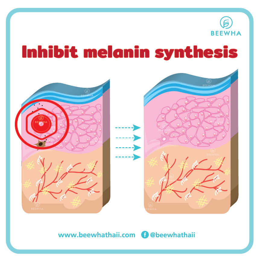 Inhibit melanin synthesis_Beewha