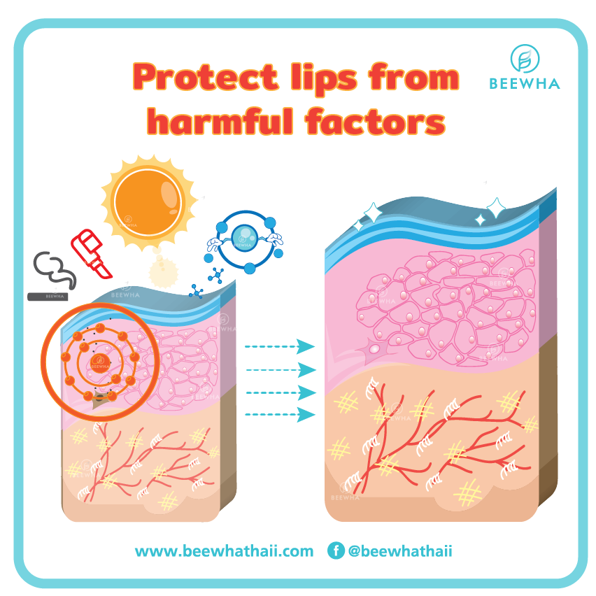 prevent lips from hamful factor_Beewha