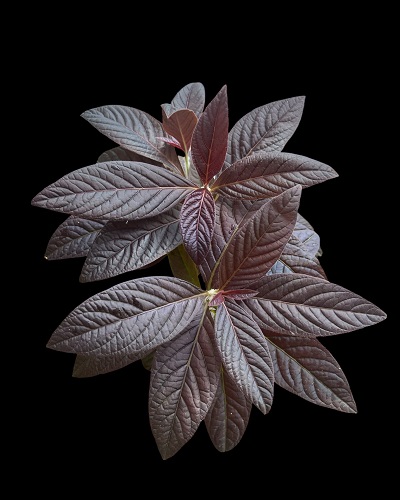 Dicranopygium sp. Kuna Yama Panama タグ付き Dicranopygium sp. Guna Yala Panama