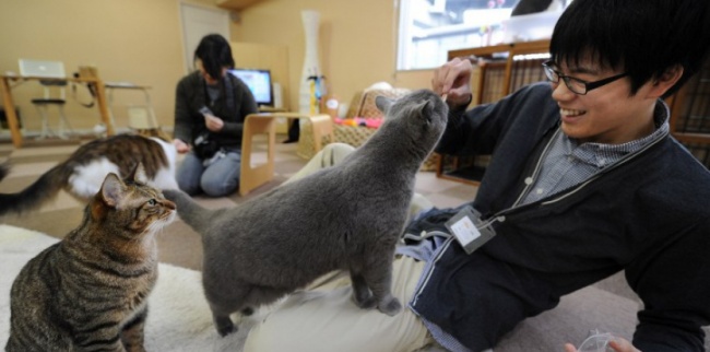 เมี้ยววว!!  กำลังจะครองโลก บริษัทญี่ปุ่นปิ๊งไอเดีย ‘เลี้ยงแมวในออฟฟิศ’ ช่วยเพิ่มประสิทธิภาพการทำงาน 