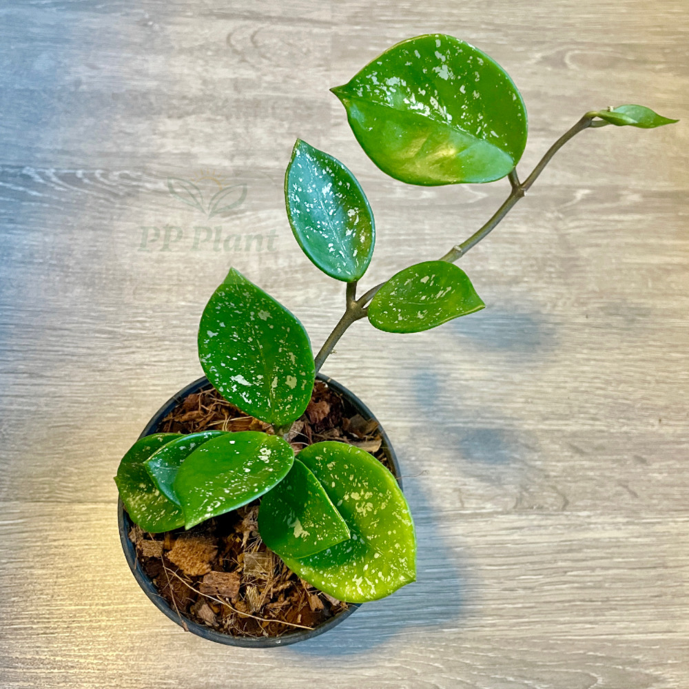 Hoya carnosa 'EPC-893' (round leaves splash leaves) (10.10 Promotion ...