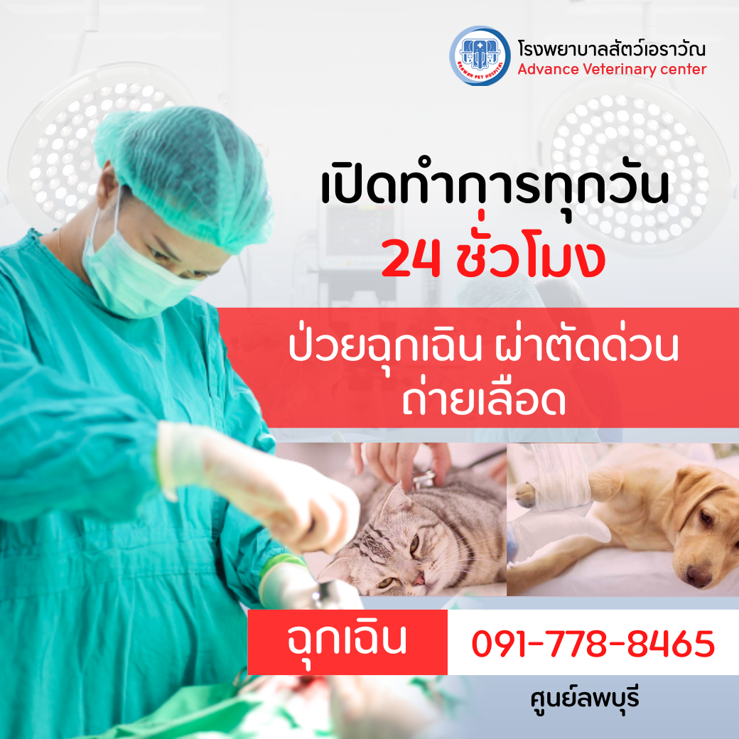 ศูนย์รักษาสัตว์ป่วยฉุกเฉิน 24 ชั่วโมง ศูนย์รักษาสัตว์ป่วยฉุกเฉิน 24 ชั่วโมง