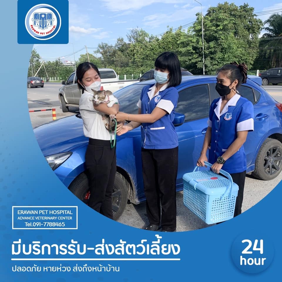บริการรับ-ส่งสัตว์เลี้ยง บริการรับ-ส่งสัตว์เลี้ยง