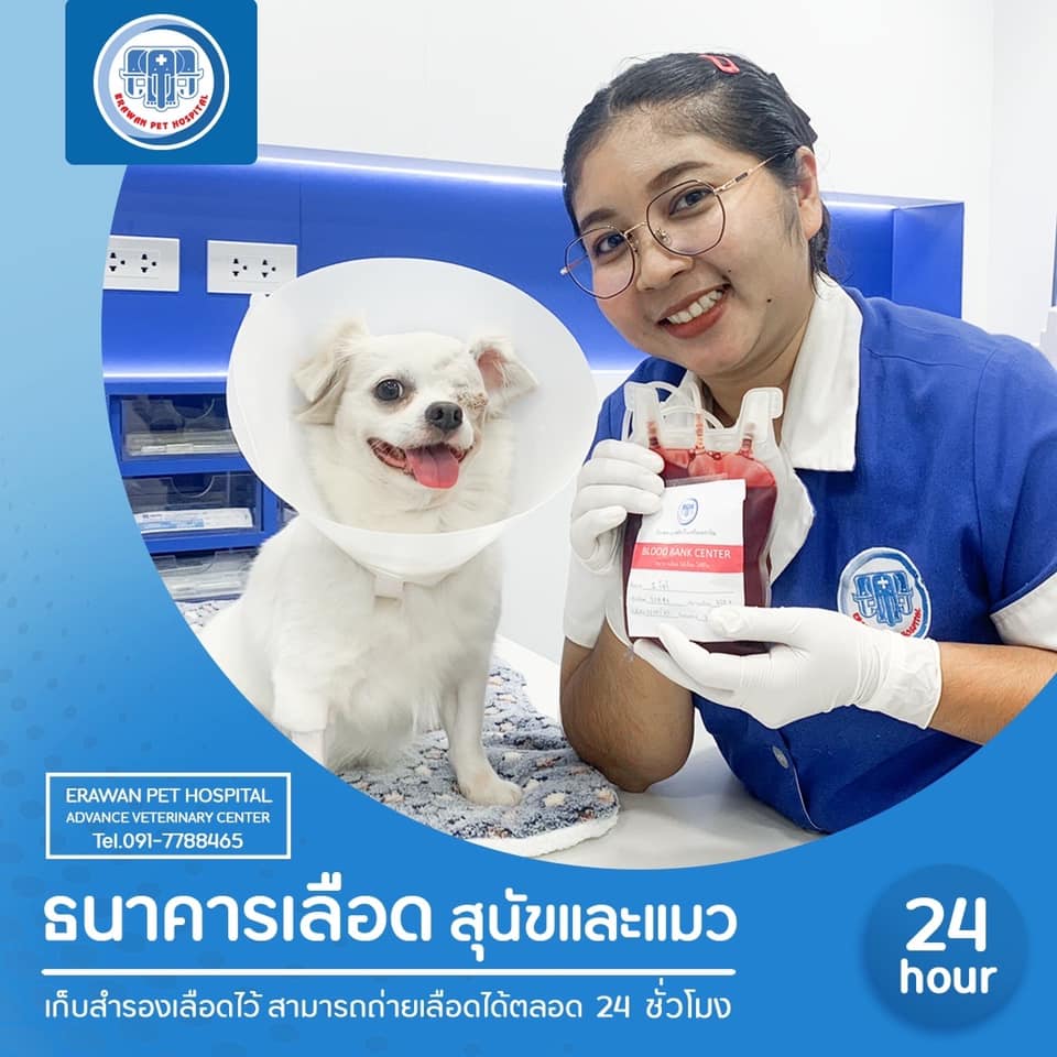 ศูนย์บริการเปลี่ยนถ่ายโลหิตสำหรับสัตว์เลี้ยง ศูนย์บริการเปลี่ยนถ่ายโลหิตสำหรับสัตว์เลี้ยง