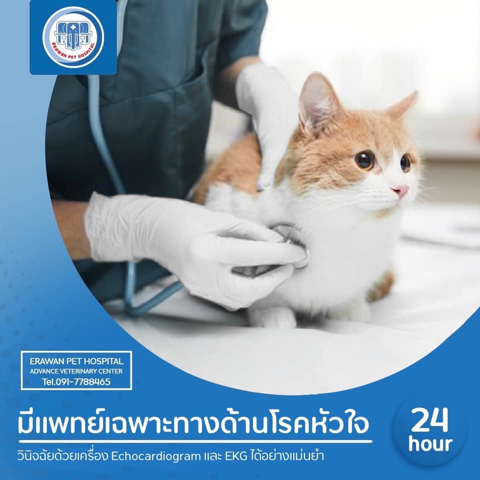ศูนย์โรคระบบทางเดินหายใจและทรวงอก ศูนย์โรคระบบทางเดินหายใจและทรวงอก