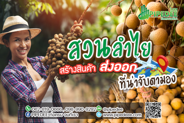 สวนลำไยสร้างสินค้าส่งออกที่น่าจับตามอง สวนลำไยสร้างสินค้าส่งออกที่น่าจับตามอง