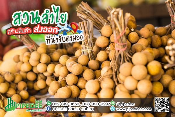 สวนลำไย สวนลำไย