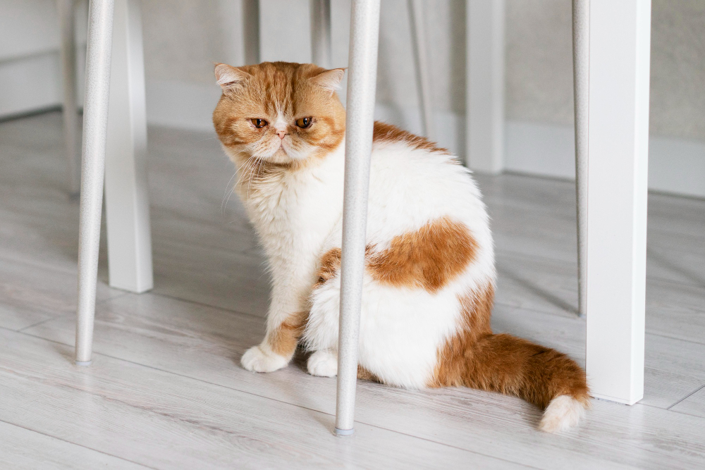 Why Is Osteoarthritis in Cats Difficult to Notice?