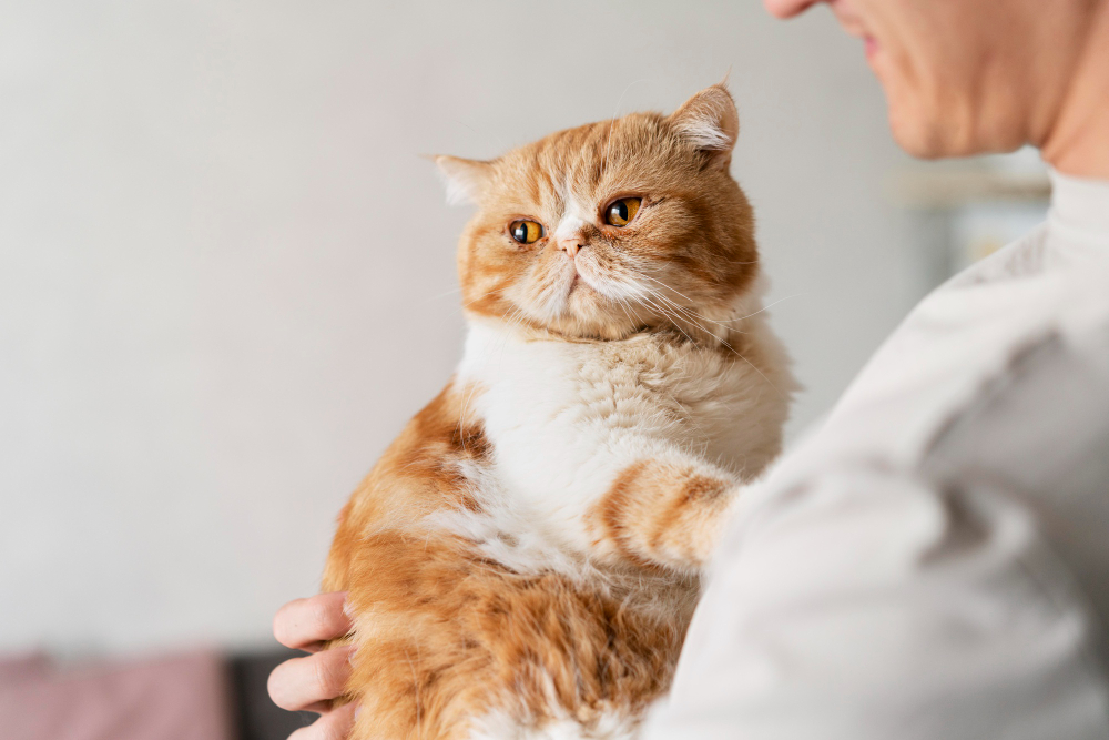 Feline Osteoarthritis: Can Stem Cells Help?