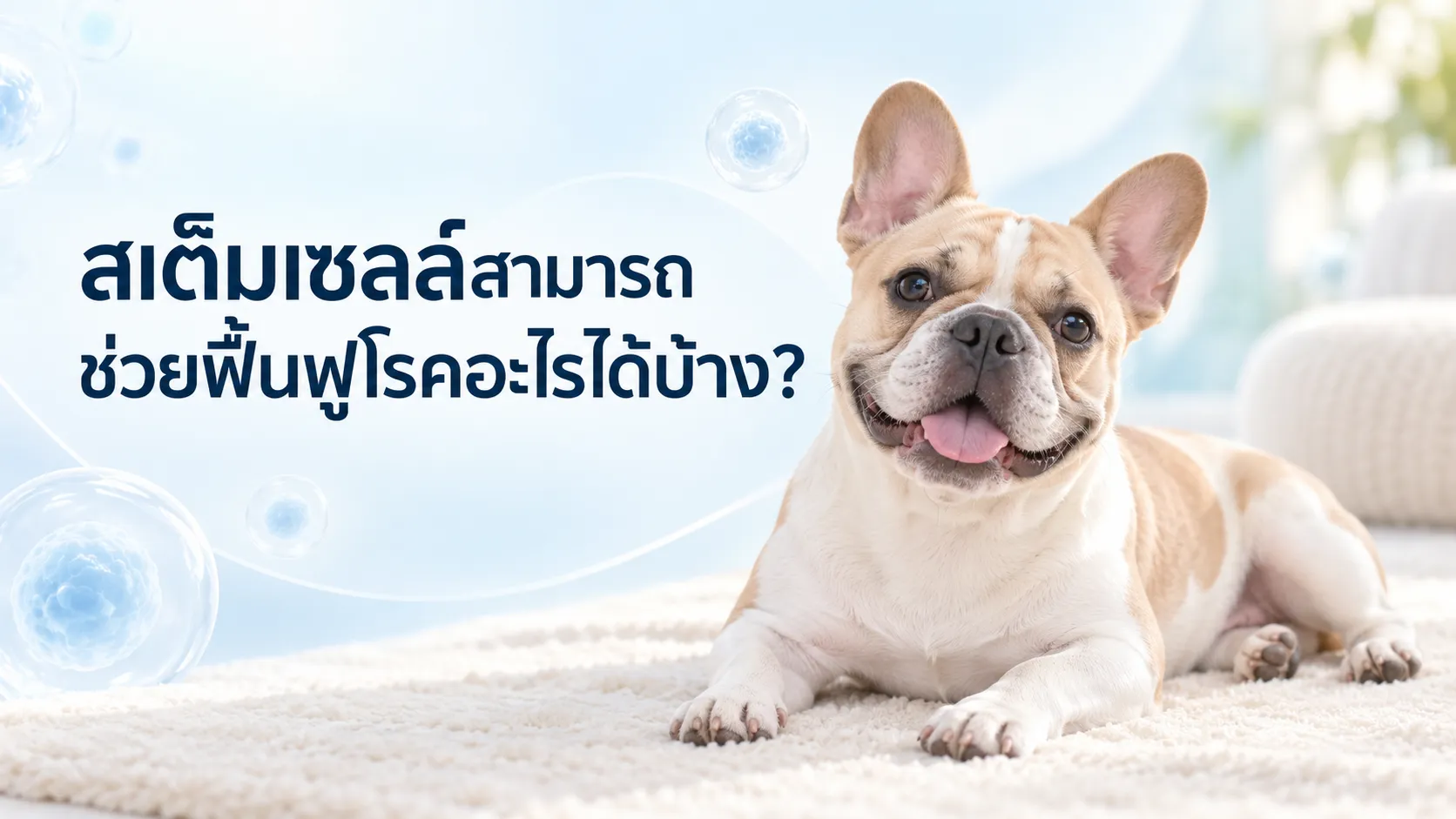 สเต็มเซลล์สามารถช่วยฟื้นฟูโรคอะไรได้บ้าง?