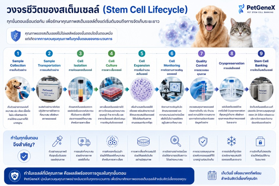 Stem Cell Lifecycle วงจรสเต็มเซลล์