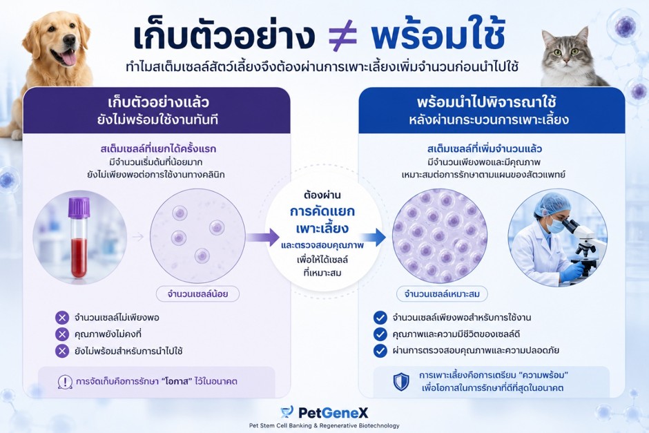 ทำไมต้องเพาะเลี้ยงสเต็มเซลล์