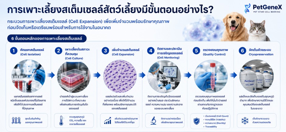 ขั้นตอนการเพาะเลี้ยงสเต็มเซลล์