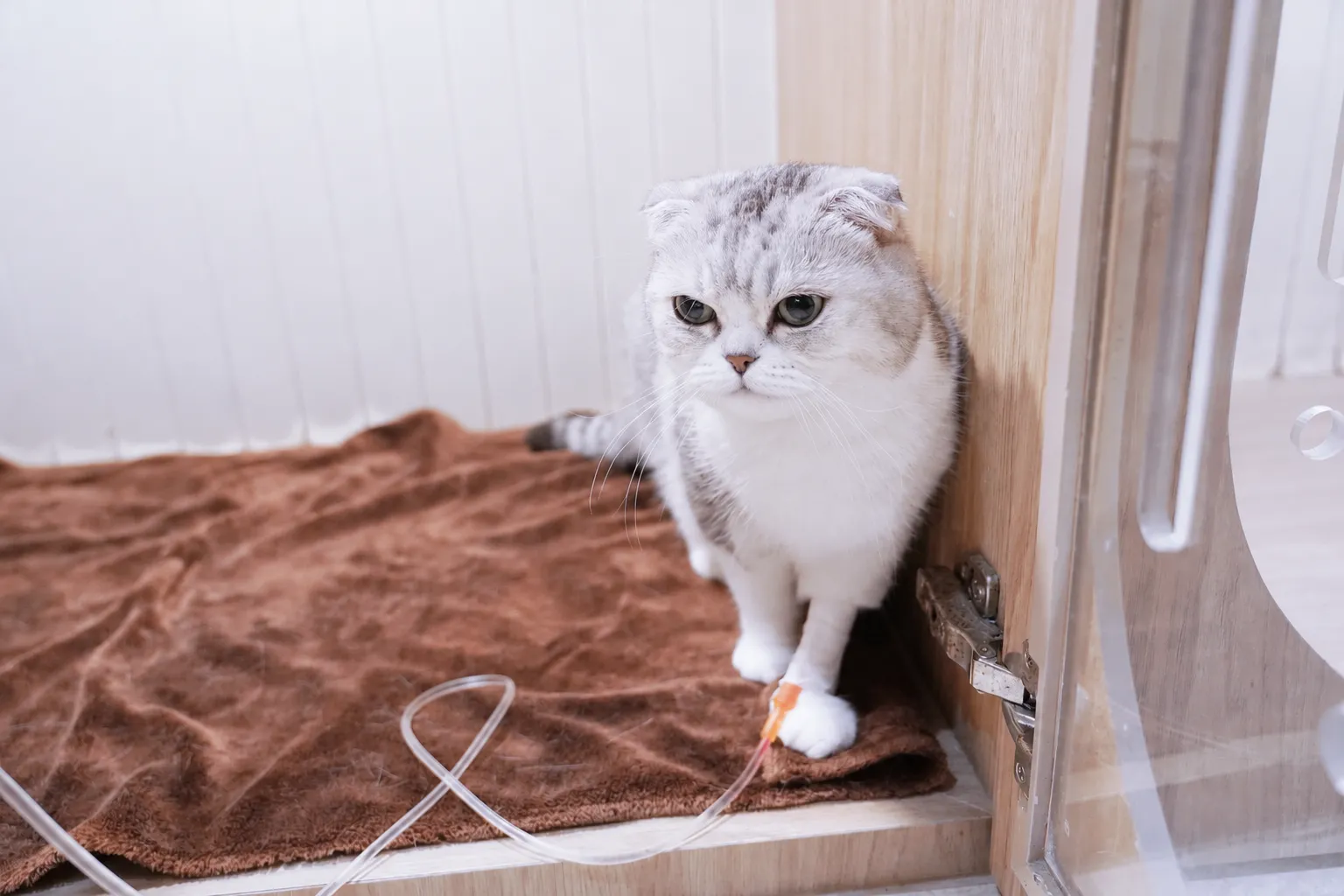 Stem cell use in cats
