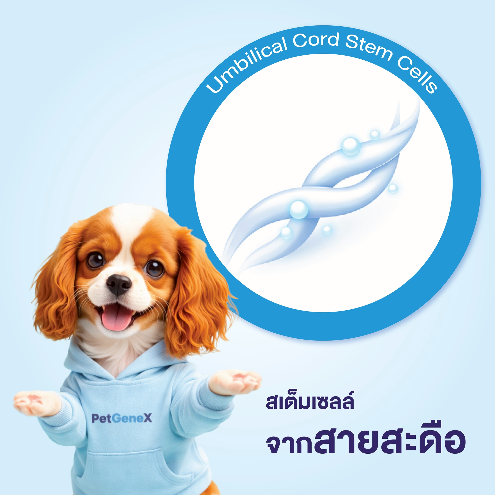 สเต็มเซลล์สายสะดือคืออะไร?