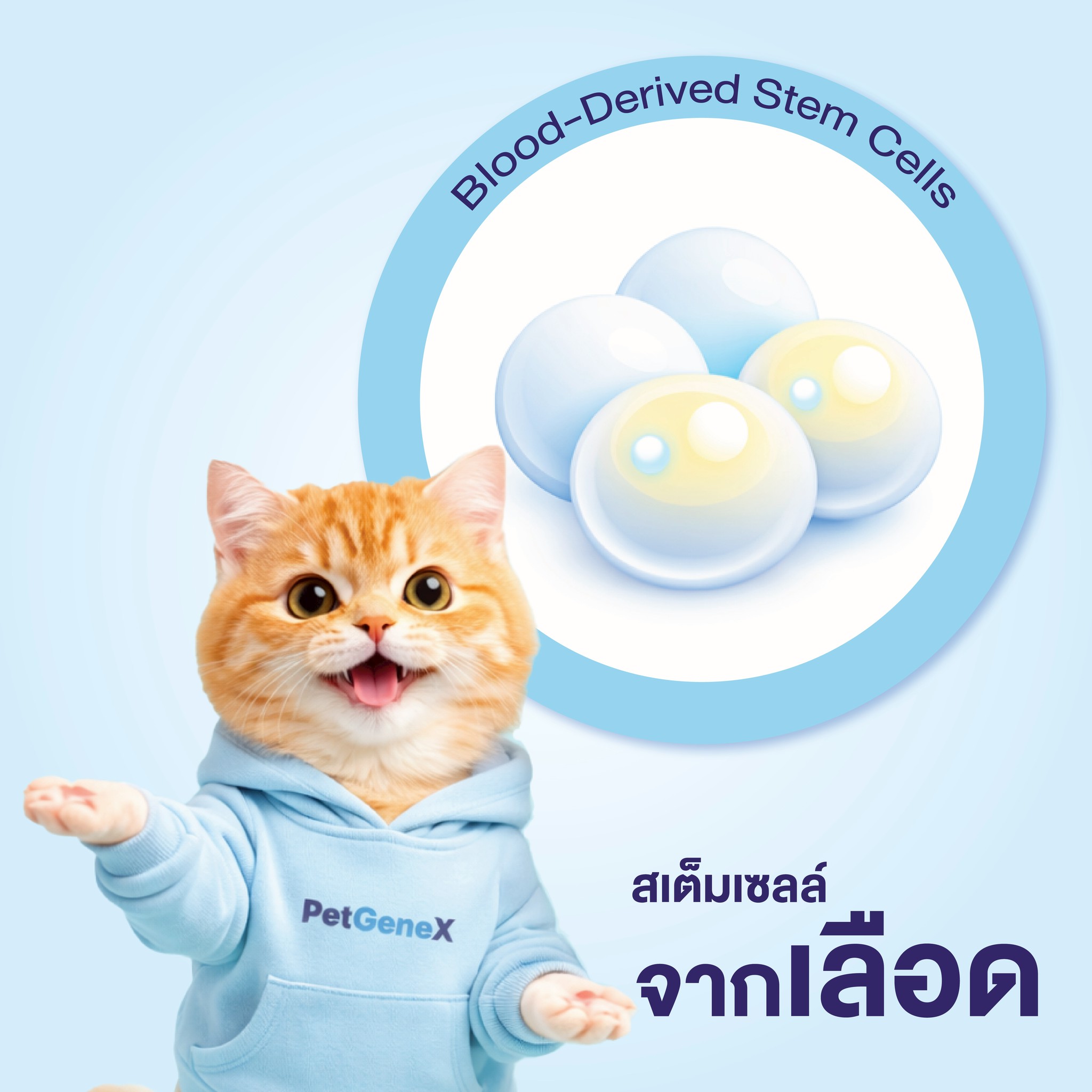 สเต็มเซลล์จากเลือดคืออะไร?