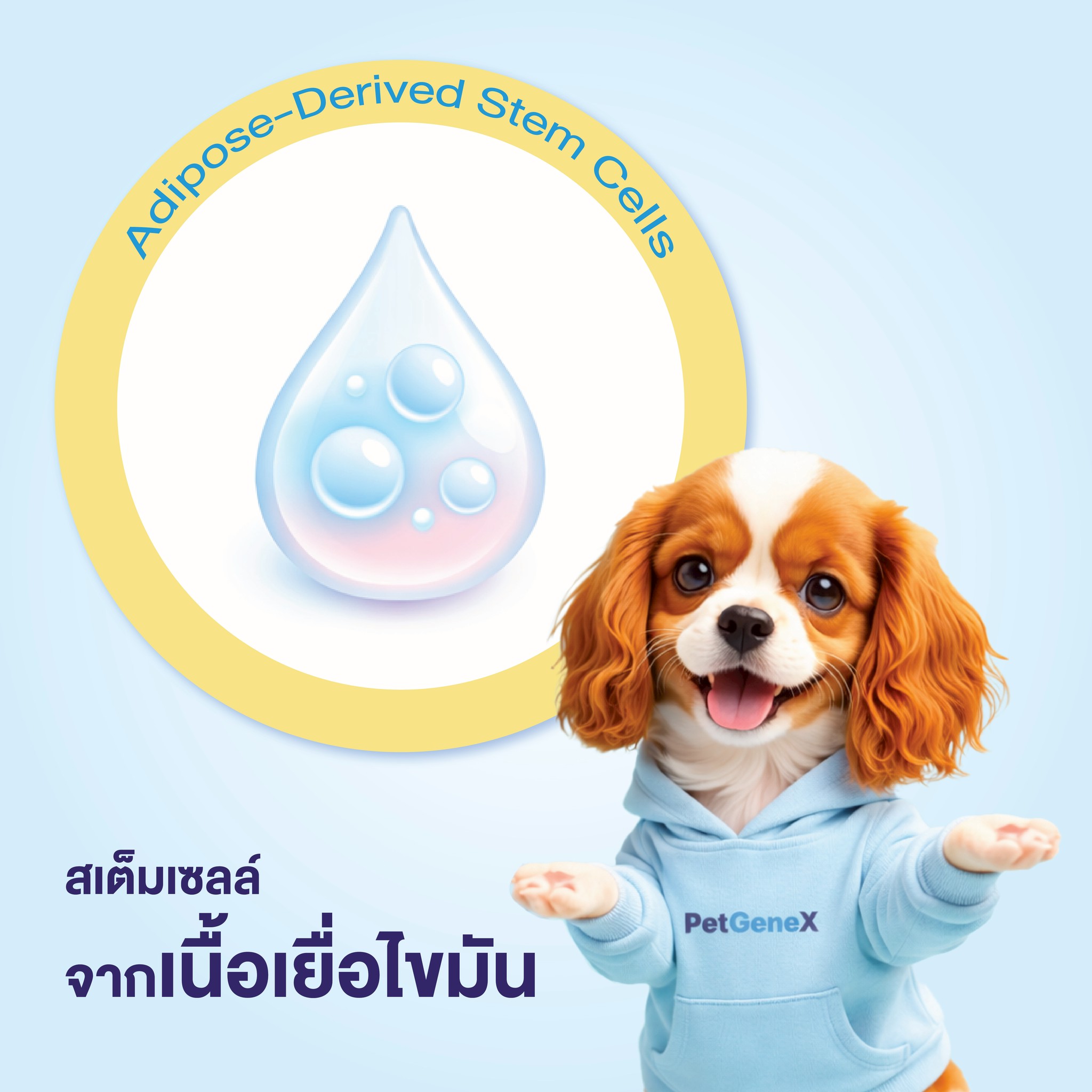 สเต็มเซลล์ไขมันคืออะไร?