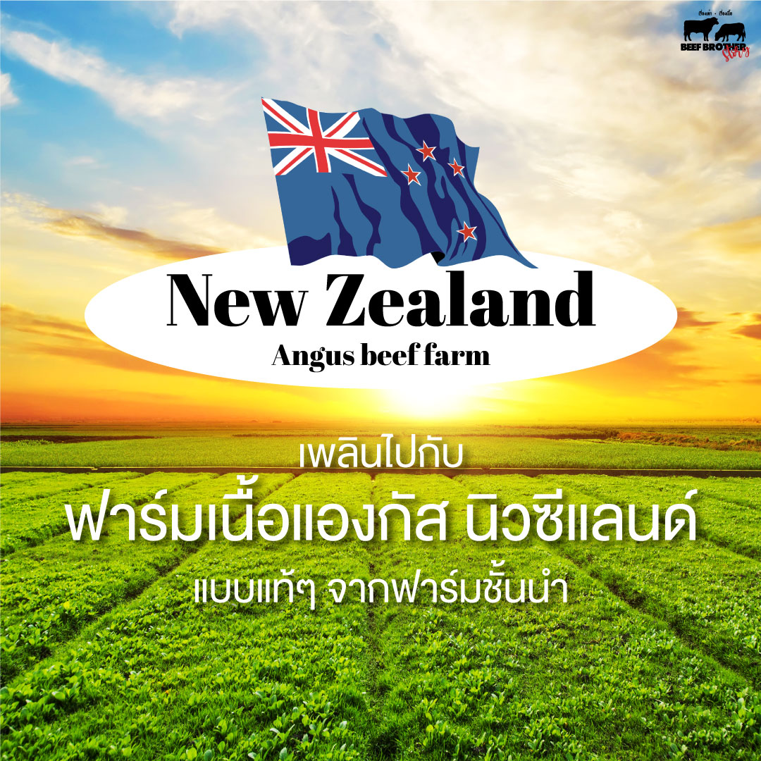 New Zealand Angus Beef Farm