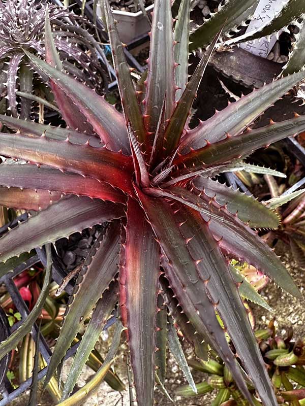 Dyckia Hybrid PLD