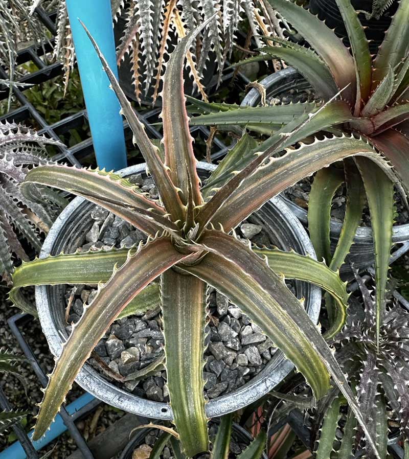 Dyckia Hybrid PLD