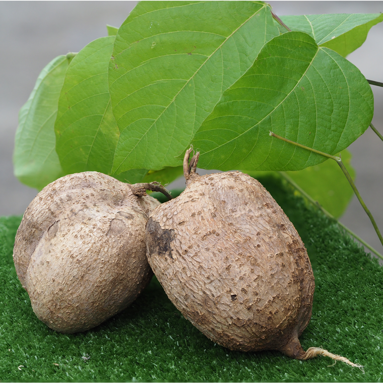 Pueraria Mirifica Hidabeautys