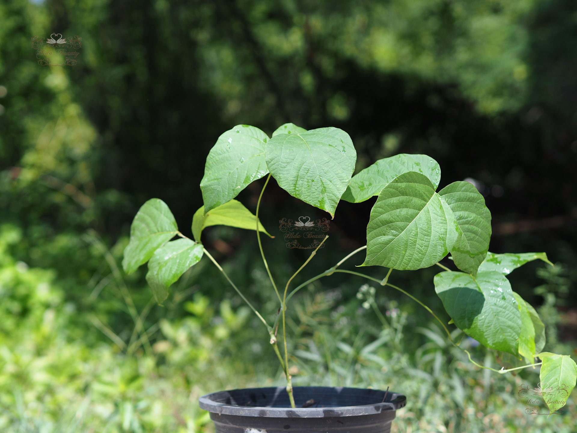 Pueraria Mirifica - Hidabeautys