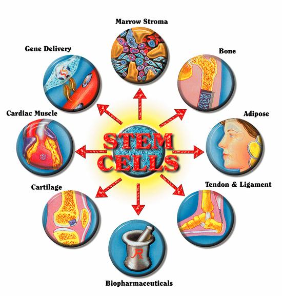 สเต็มเซลล์ (Stem Cell) เซลล์ต้นกำเนิด สเต็มเซลล์คืออะไร มีประโยชน์อย่างไร?
