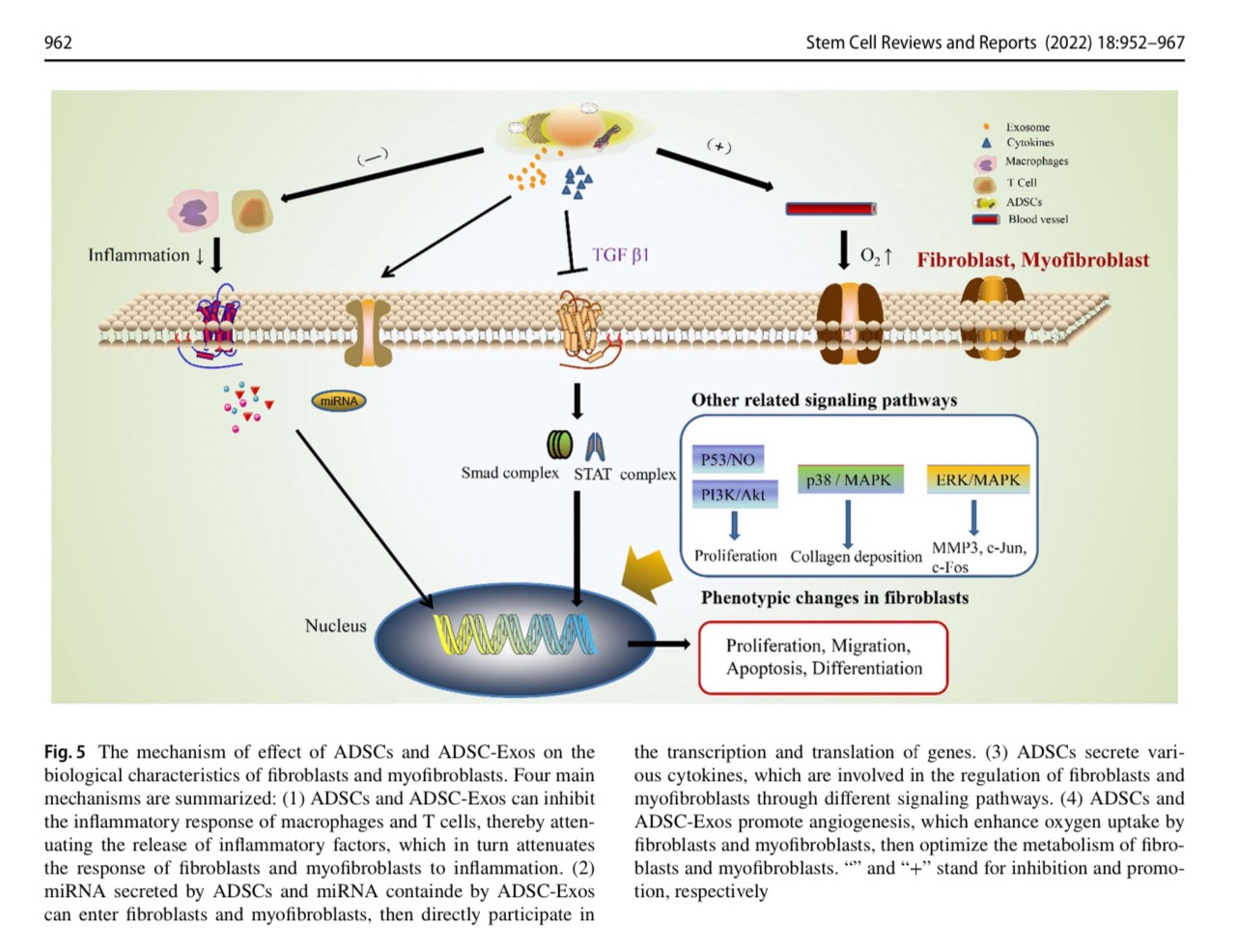 แนะนำเทคนิคดูแลแผลเป็น: Exosome ในการดูแลแผลและแผลเป็น Exosome Therapy in Wound and Scar Management