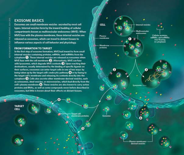 แนะนำเทคนิคดูแลปัญหาผมร่วงผมบาง: Exosome เอ็กโซโซม ช่วยดูแลผมร่วงผมบางได้อย่างไร Exosome Therapy for Hair Loss