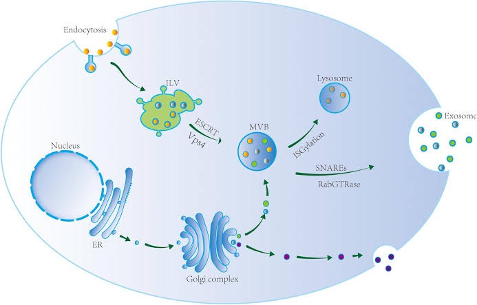 Exosomes มีบทบาทและกลไกในการดูแลฝ้า หรือไม่ & กลไกลเป็นอย่างไร ? Exosomes มีบทบาทและกลไกในการดูแลฝ้า หรือไม่ & กลไกลเป็นอย่างไร ?